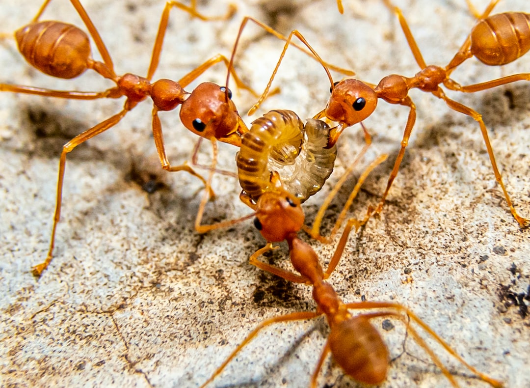 How Long Do Ant Farms Last on Average? A Nation of Moms