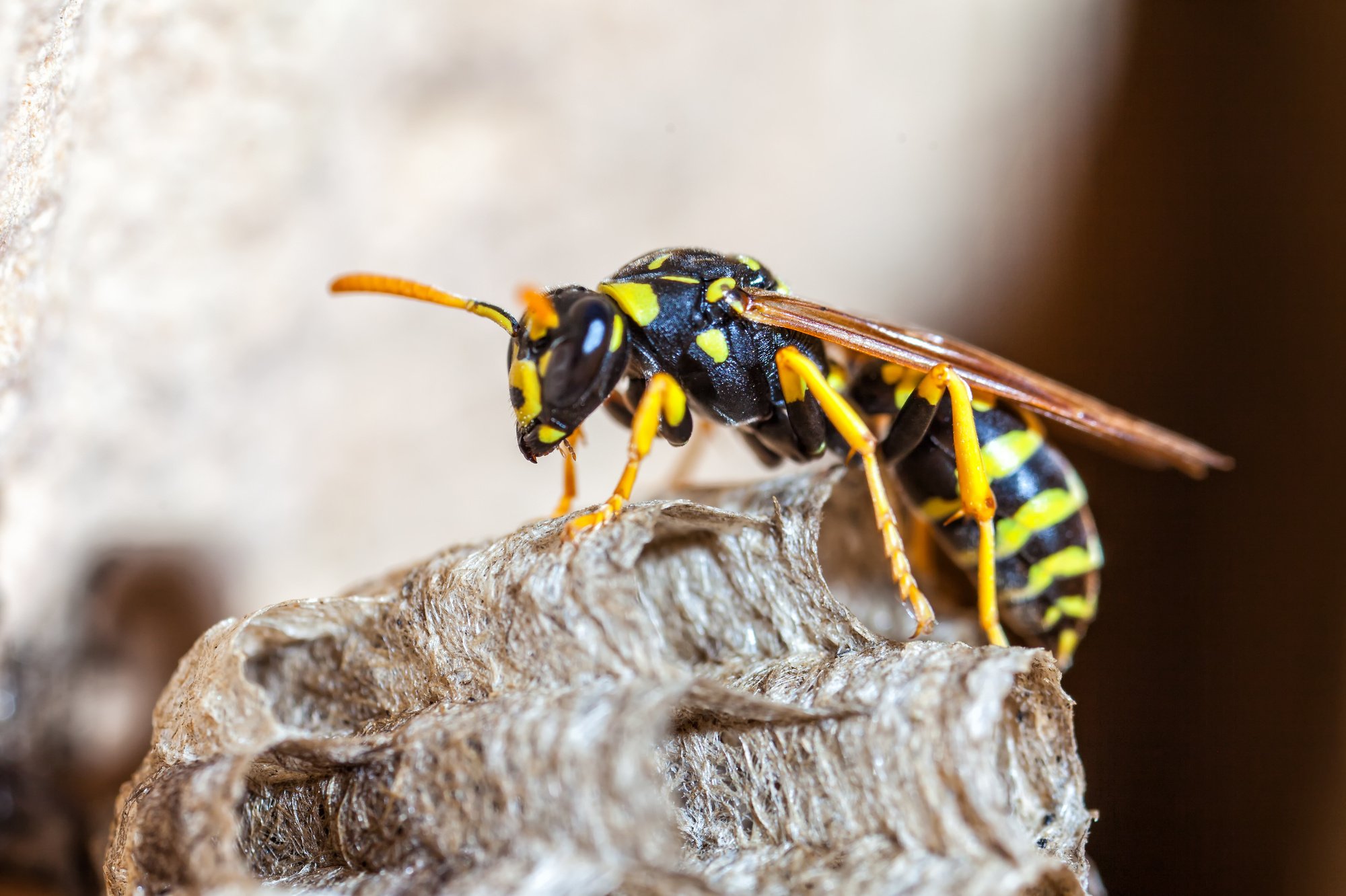 Bee Nest vs Wasp Nest: How to Tell the Difference
